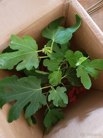 Fíkovník, Ficus Carica, Smokvoň, Brown Turkey, keře, stromky - 4