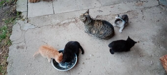 DARUJEME koťátko, kotě, kocourka, kočičku, koťátka - 4