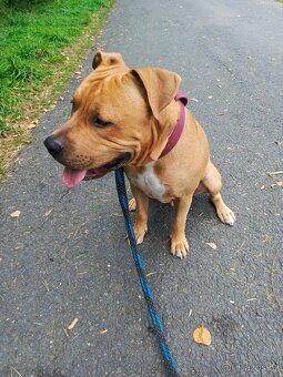 Americký stafordšírský teriér - 4