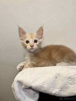 Mainská mývalí bez PP - 4