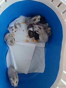 křeček syrský - 4