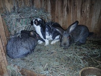 Prodám králíky - 4