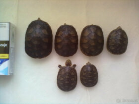 Vodní želvy - klapavky běloústé - Kinosternon leucostomum - 4