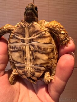 Suchozemská želva- pardálí - 4