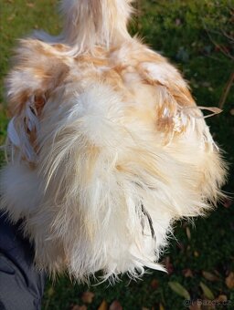 Buff kohout hedvábnička USA - 4