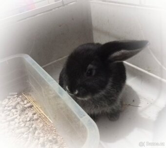 Zakrslý beránek králíček - 4