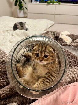 Krásný skotský klapouchý kocourek – 2 měsíce – Praha - 4