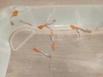 Prodám paví očka - 4