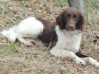 Malý münsterlandský ohař - 4