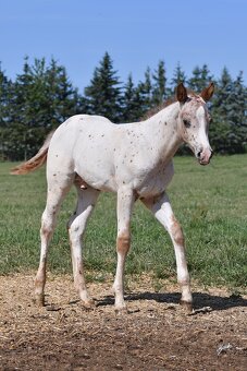 Appaloosa hřebeček - 4