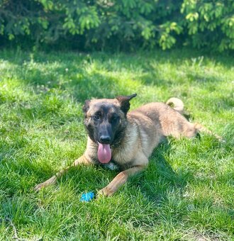 Belgický ovčák malinois bez PP - 4