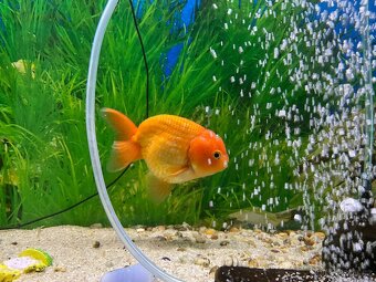 Závojnatky -ORANDA LVÍ hlava + RANCHU AAA XXL - 4