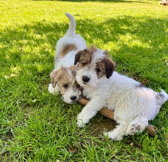 Jack Russell terier - stenata s prukazem puvodu - 4