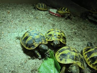 Želva zelenavá - Testudo hermanni - 4