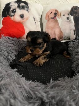 Jorkšírský teriér - 4