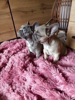 Francouzský buldoček štěňátka - 4