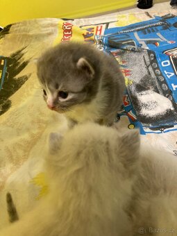 Sibiřská kočka-koťata - 4