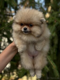 Pomeranian MINI fenečka PP FCI - 4