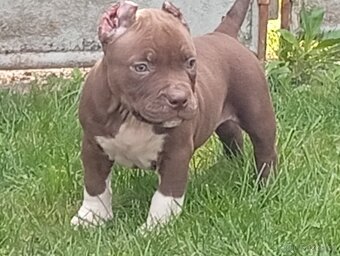 American bully pocket - 4