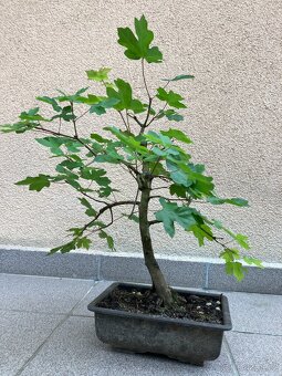 Bonsai, Bonsaj, jamadori, javor babyka - 4