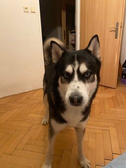 Sibiřský Husky - 4