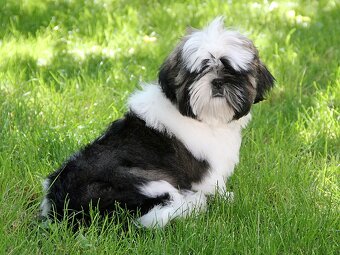 Shih-tzu, ši-tzu , shih tzu, ši-cu - štěňátka s PP FCI - 4