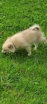 Krásné štěně trpasličí špic( mini pomeranian) - 4