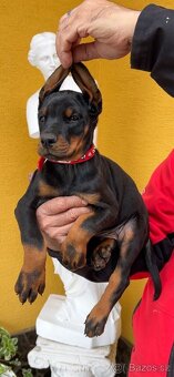 Doberman šteniatka FCI. s PP - 4