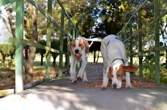 Pejsek a fenka_pointer_štěňátka_CHS z Mešinské hájovny - 4