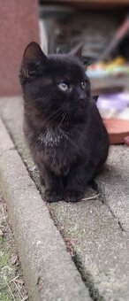 Darujeme koťata. - 4