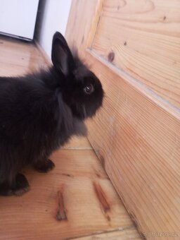 Prodám zakrslá králíčata - 4