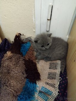 Britská koťátka - 4