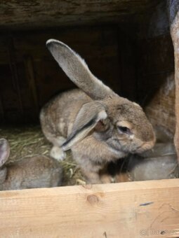 Králíci - 4