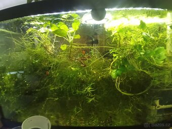 Akvarijní mechy a Anubias nana - 4