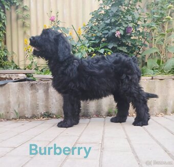 Briard s PP - 4