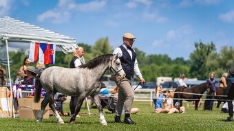 Welsh mountain Pony - 4