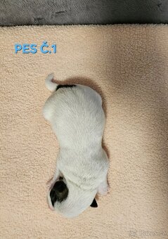 JACK RUSSELL - K REZERVACI - 4