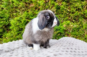 Zakrslý beránek, králíček, králík - TEA - 4