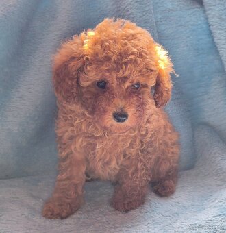 Pudl toy , pudlík, poodle toy s pp - 4