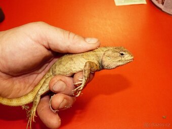 Lepoještěr pestrý (Calotes versicolor) 1,0 - 4