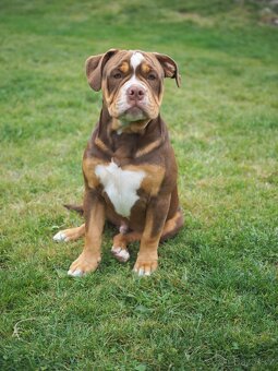 Staroanglický buldok/Old English Bulldog (OEB) - 4