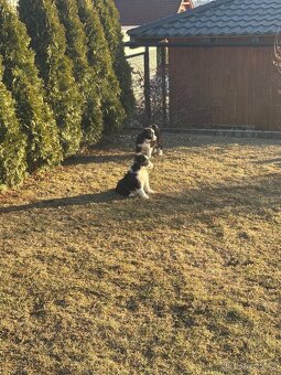 Border kolie ❤️❤️Štěně border kolie ❤️❤️❤️ - 4