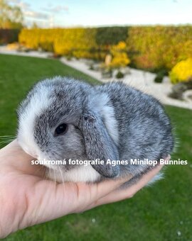 Minilop zakrslý králík doprava po celé ČR - 4