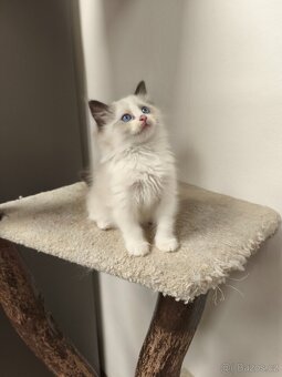 Ragdoll s průkazem původu - 4