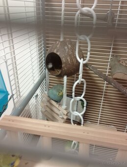 Andulka vlnkovaná pár - 4