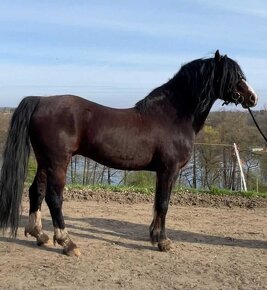 Welsh pony of cob type - připouštění - 4