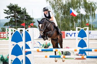 Připouštění plemenným hřebcem Welsh cob D - 4