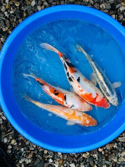 Koi kapr,karas, amur - 4