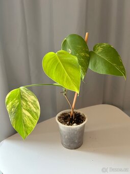 Monstera Aurea - 4