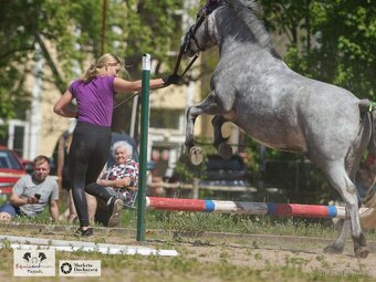 Valach 144 cm, 4 roky - 4